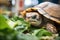 box turtle feasting on a spinach leaf in a terrarium