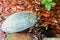 Box turtle in a garden with red cedar mulch