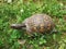 Box Turtle in Grass, Ocean View, Delaware