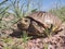 A box turtle on a gravel covered trail