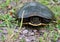 Box turtle leaving the pond