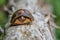 Box Turtle sitting on a fallen log