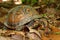 Box Turtle (Terrapene carolina)