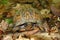 Box Turtle (Terrapene carolina)