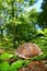 Box Turtle (Terrapene carolina)