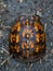 Box Turtle on Trail Overhead Shot