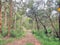 Box Vale Walking Track winding through Australian bush and gum trees