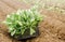 Box with young cabbage seedlings in the field. Eco-friendly products. Growing organic vegetables. Agriculture and farming.