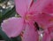 Boxelder bug in oleander flower