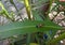 Boxelder bug in oleander leaf