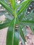 Boxelder bug in oleander plant