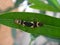 Boxelder bug in oleander plant