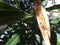 Boxelder bug in oleander pod