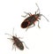 Boxelder Bugs