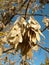 Boxelder maple seeds against the azure sky in October