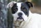 Boxer American Bulldog mixed breed dog