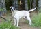 Boxer American Bulldog mixed breed dog