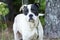 Boxer American Bulldog mixed breed dog