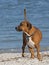 Boxer Basset Hound mixed breed dog