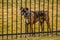 Boxer behind iron bar fence.