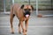 Boxer Breed Dog