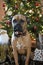 Boxer Breed Dog Christmas Portrait