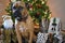 Boxer Breed Dog Christmas Portrait