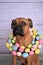 Boxer breed dog East portrait