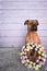 Boxer breed dog East portrait