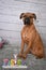 Boxer breed dog East portrait