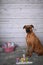 Boxer breed dog East portrait