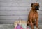Boxer breed dog Easter portrait