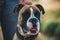 Boxer breed dog staring