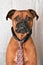 Boxer Breed Dog Valentine`s Day Portrait