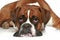 Boxer breed, lies on a white background