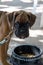 Boxer breed puppy dog eating quietly