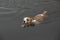 Boxer Bulldog mixed breed dog swimming in lake.