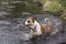 Boxer Bulldog mixed breed dog swimming in lake.