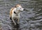 Boxer Bulldog mixed breed dog swimming in lake.