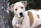 Boxer Bulldog Pitbull mix dog rescue adoption photo