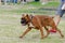 Boxer with docked tail. The dog in front also has cropped ears.