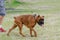 Boxer with docked tail. The dog in front also has cropped ears.