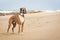 Boxer Dog on Beach