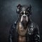 Boxer dog in black jacket listens music, portrait of dj or rapper animal, generative AI
