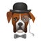 Boxer dog in bowler hat, bow and magnifier glass on eye
