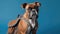 Boxer Dog With Braided Hair And A Backpack On Blue Background. Generative AI