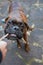 Boxer dog brown tabby pulling on a rope while playing