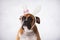 Boxer dog with bunny ears