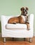 Boxer Dog in Chair