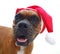 Boxer dog christmas